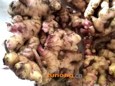 云南黄姜(小黄姜二黄姜)鲜姜红指自已种植量大从优图1