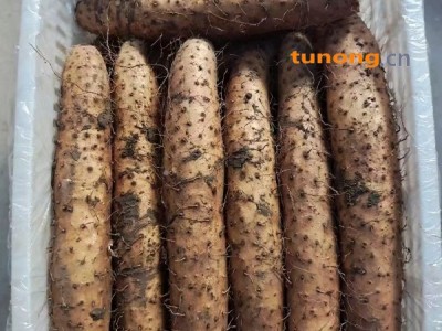 山东青岛平度山药大量上市,欢迎各位老板前来实地考察图1