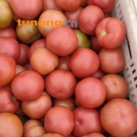 赤峰西红柿大量上市产地直销实力代收
