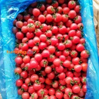 莘县基地贝贝西红柿，可视频看货，量大从优，价格美丽