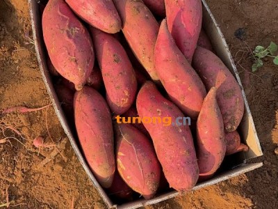 广东，红薯，西瓜红，香甜嫩滑，口感好，没有根，图1