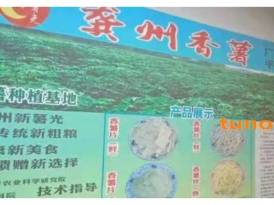 广西平南香薯图1