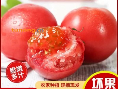 民勤精品西红柿，沙漠大棚，产地直供，现摘现发图1