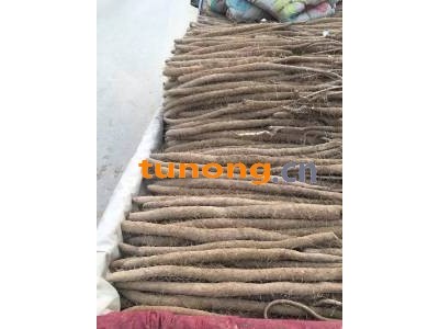 2020年莘县大量出售批发白玉山药图1