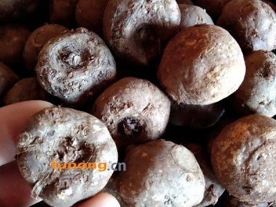 花魔芋已经脱毒处理抗病率强周边可以送货上门图1