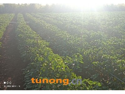 青线椒，3号椒，8号椒，青小米图1