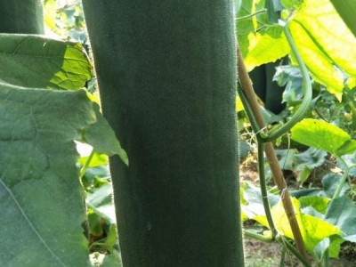 精品 黑皮冬瓜 单个15斤以上  色泽鲜润 产地直销图1