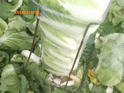 黄心大白菜，湖北黄心大白菜，基地直销，诚信经营图1