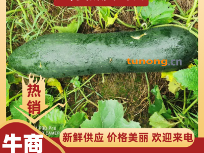 【精品】江苏冬瓜 黑皮冬瓜 新鲜供应 价格美丽 欢迎来电图1