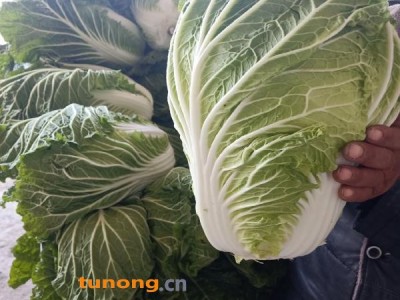 大棚大白菜现已大量上市，质量好、一手货源、代发全国！图1