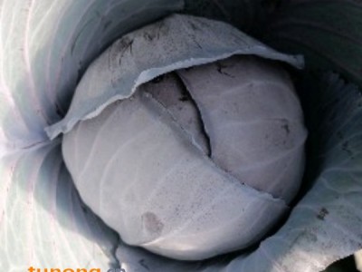 云南省红河州泸西县旧城镇紫甘蓝出售图1