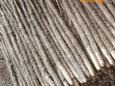 小白嘴山药，图1