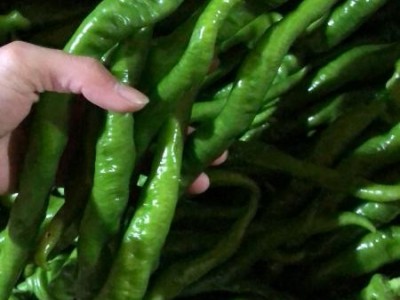 新鲜蔬菜鲜辣椒批发螺丝椒现摘薄皮青尖椒皱皮椒图1