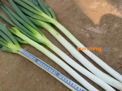 长白大葱,钢葱,图1