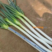 长白大葱，钢葱，