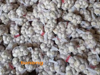 【精选】金乡大蒜,产地直发 量大质优 新鲜上市欢迎选购图1