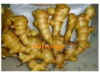 生姜批发基地，鲜姜。大黄姜面姜，小黄姜。窖藏姜，图1