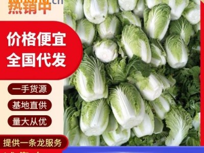 山东大白菜 产地直销,全国代发,大量现货供应图1