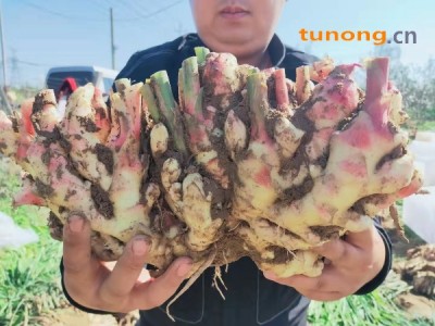 山东生姜大黄姜批发产地一手货源全国发货图1