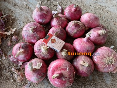 聊城二红洋葱赔钱甩卖图1