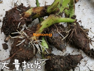 广西荔浦芋头种子苗 香芋种 槟榔芋种图1