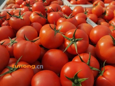 苍南番茄大红西红柿粉红西红柿即将上市  欢迎咨询图1