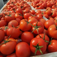 苍南番茄大红西红柿粉红西红柿即将上市  欢迎咨询