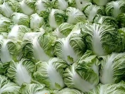 2021河南焦作博爱代办高敏诚信代收秦白二号大白菜图1
