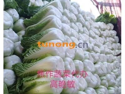 河南焦作博爱北京3号白菜量大质优代办小高诚信代收图1