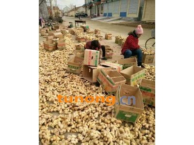 山东日照生姜★鲜姜★姜种姜母姜巴出售图1