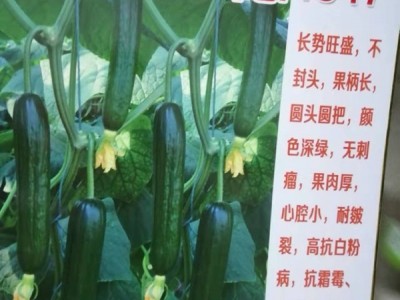 各种黄瓜种苗图1