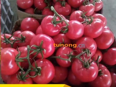 山东费县西红柿长期供应硬粉西红柿图1