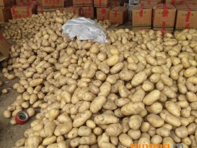 精品~ 黄心土豆，早熟，黄皮～黄心~香脆可口～全年供应图1