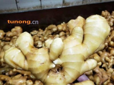 姜 大小黄姜姜母产地直销15588197372图1