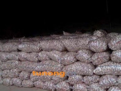 诚信代理金乡大蒜 冷库储存 代收 加工 出口等业务图1