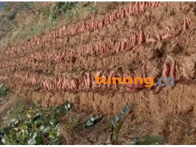 烟薯25地瓜干！图1