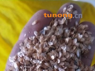 山胡萝卜苗，自己家的种子，优质种子，品种优良图1