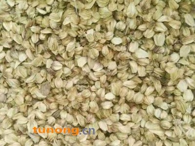 北沙参种子 沙参籽 山胡萝卜 南沙参籽,免费提供技术咨询图1