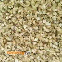 北沙参种子 沙参籽 山胡萝卜 南沙参籽，免费提供技术咨询