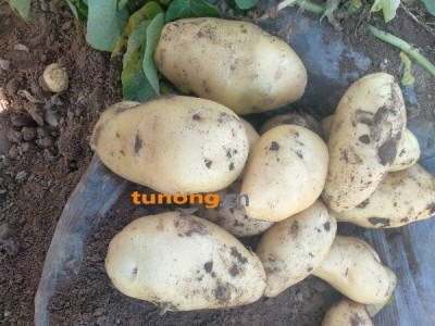 。山东潍坊荷兰系列土豆色泽靓丽图1