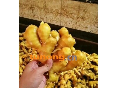 山东日照生姜老姜鲜姜出售窖口出租图1