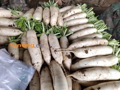 白萝卜 【品种301】产地大量上市~大量有货图1