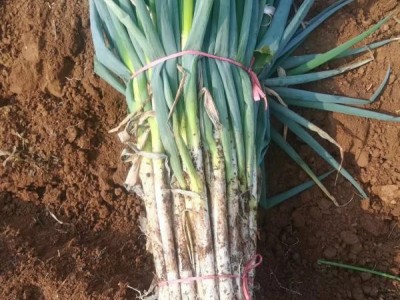 大葱 铁杆大葱 产地直销 葱白长葱叶老气图1