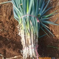 大葱 铁杆大葱 产地直销 葱白长葱叶老气