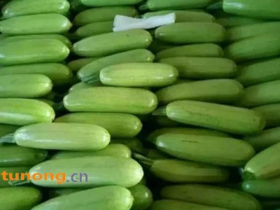 精品西葫芦,产地直销,直接保证,产地直销。图1