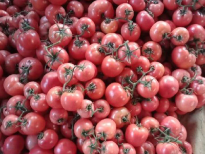 费县西红柿番茄产地批发长期供应番茄西红柿图1