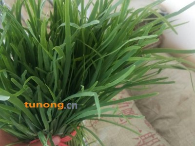 韭菜、韭菜主产区量大质量优，价格便宜物美价廉图1