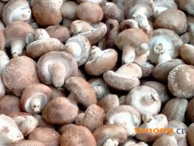 香菇  鲜香菇图1