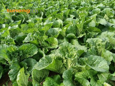 黄心大白菜。矮棵。图1