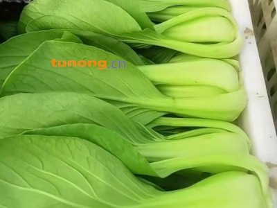 精品油菜上海青小油菜,快菜小白菜常年供货全国发货图1